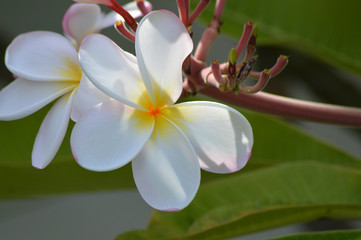Flor pétalo blanco y centro amarillo