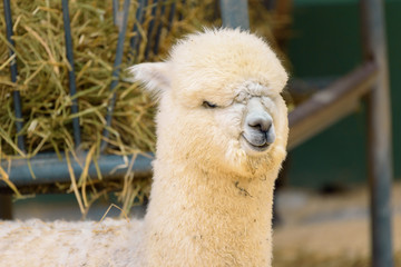 Close-up Portrait of the cute furry alpaca.