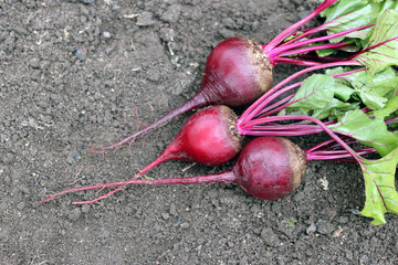 Beetroot in the garden in the fall.The taproot portion of the beet plant, growing in the  vegetable garden.Permaculture, known as the beet, also table beet. - obrazy, fototapety, plakaty