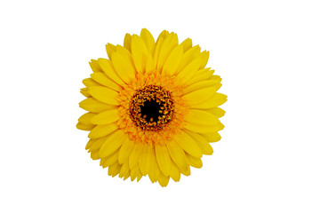yellow gerbera flower isolated on white background