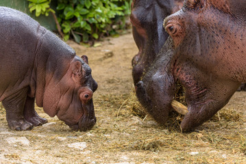 Portrait of Cute Hippo family having dinner together.