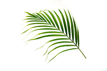  Green leaf of palm isolated on white background