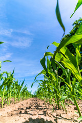Agricultural field with corn seedlings