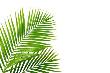 Green leaves of palm isolated on white background.