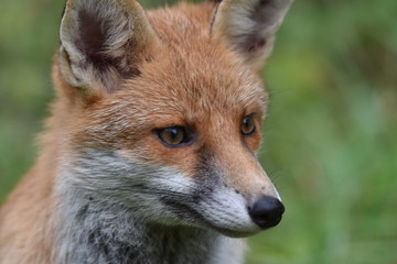 Renard