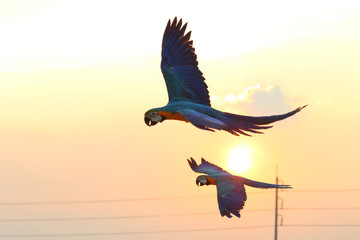 Parrots flying in the sky at sunset.