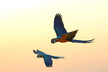 Fototapeta na wymiar Parrots flying in the sky at sunset.