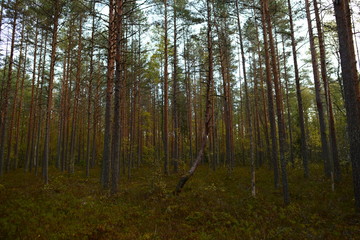 Autumn forest in rainy weather from beautiful slender pine trees