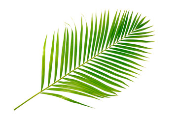 Green leaf of palm isolated on white background