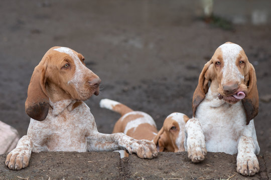 hree Adorable Italian Pointer Puppies (Bracco Italiano)
