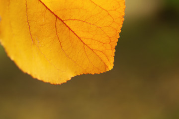 Yellow autumn leaf 