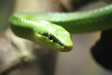Green snake is coming closer