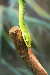 Green snake is sliding to the wooden stick