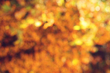 Autumn trees out of focus, natural bokeh background