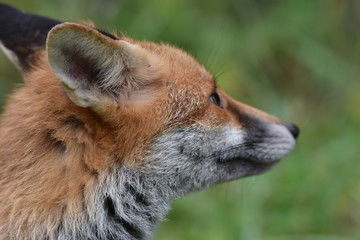 Renard