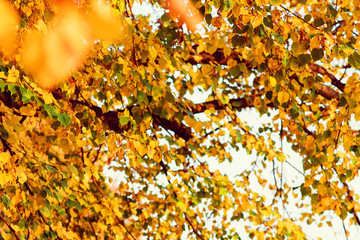 Sunlight yellow autumn tree in a park. Autumn weather. Autumn time change