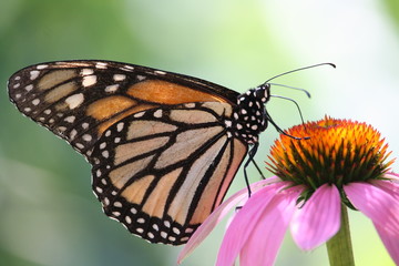 Monarch butterfly is sitting on echinacea flower