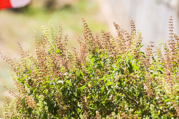 sweet basil in garden