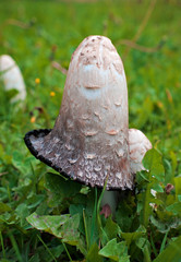  Close-up of the cap of a  shaggy ink cap, wild mushroom with the scientific name Coprinus comatus