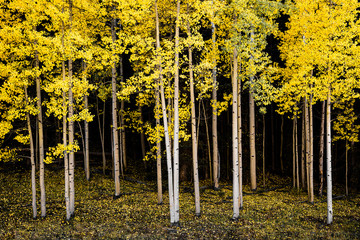 Autumn in the San Juan Mountains of Colorado. Aspen Trees With Shadows