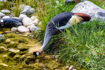 African crowned crane foraging for food by the creek side. Calgary Zoo, Calgary, Alberta, Canada