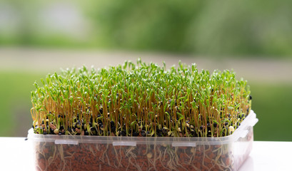 green sprouts edible plants. microgreens nutrition
