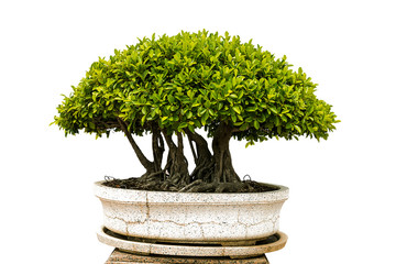 isolated bonsai tree on white background © Picspanotphoo