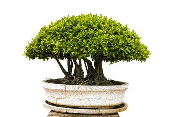 Fotobehang geïsoleerde bonsaiboom op witte achtergrond © phoopanotpics