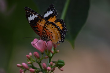 Schmetterling