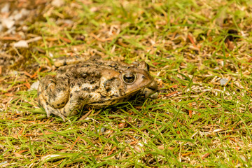 American toads gathered together on a path, Gros Morne National Park, Newfoundland, Canada