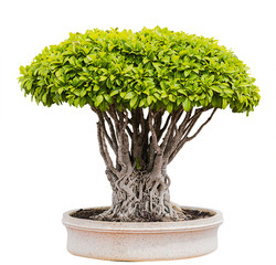 isolated bonsai tree on white background