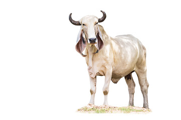 isolated big cow on white background