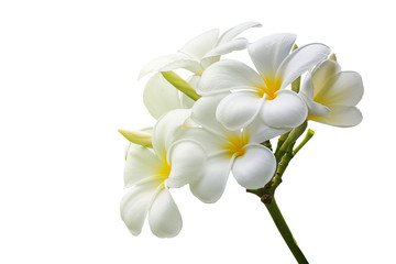 Fototapeta na wymiar isolated frangipani flowers on white background
