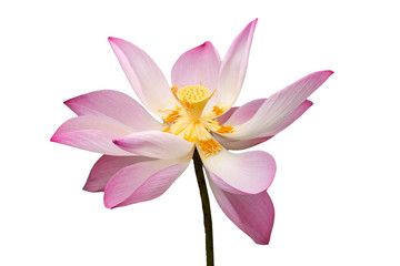 beautiful lotus on white background