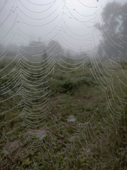 spider web with water drops of dew