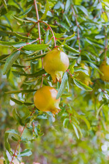 Pomegranate fruit with leaves on tree