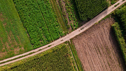 Countryside Road Between Farmland Fields. Aerial Drone Top Down View