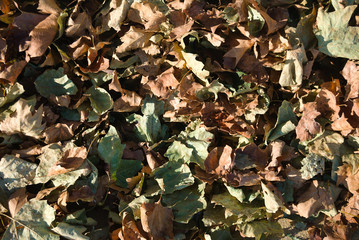 Cores de outono, folhas secas caidas no chão amontoadas