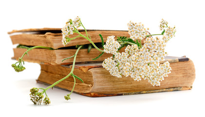 Yarrow flowers on books isolated. © Galyna