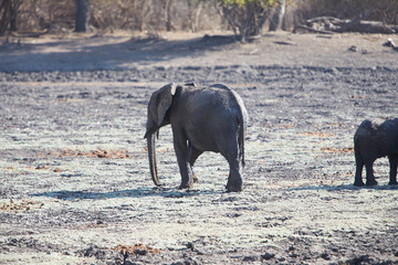 Obraz premium Elephant in Mana Pools National Park, Zimbabwe