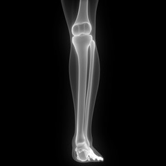 Posterior View of Human Skeleton Tibia and Fibula Anatomy X-ray 3D rendering 