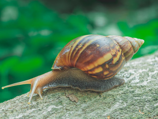 Snails walking slowly in the backyard