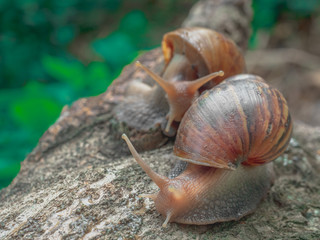Snails stop by to greet each other in the backyard.