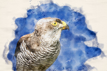 Watercolor painting of Golden Eagle in close up - in latin Aquila chrysaetos - with blue sky background for copy text
