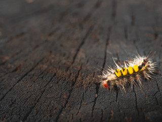 A beautiful little Hairy worm poisonous can cause itching.