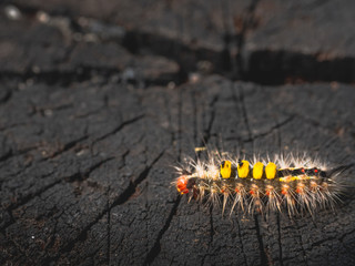 A beautiful little Hairy worm poisonous can cause itching.