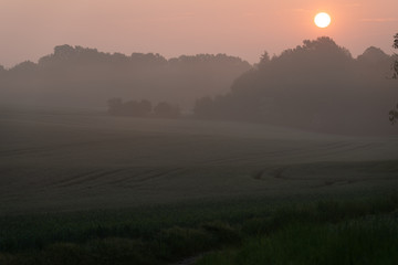 early morning in the meadow