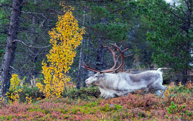 reindeer in its natural environment in scandinavia .Tromso,Norway