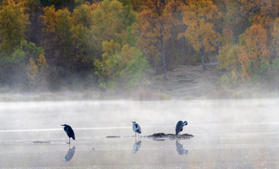 the mist over the lake, Norway .Tromso