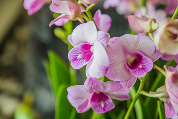 Fototapeta na wymiar pink orchid flower in garden